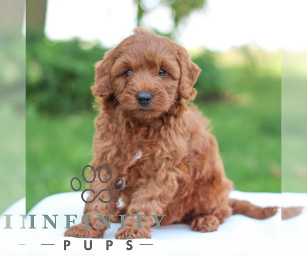 Medium Photo #3 Goldendoodle (Miniature) Puppy For Sale in LITITZ, PA, USA
