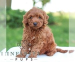 Small #2 Goldendoodle (Miniature)