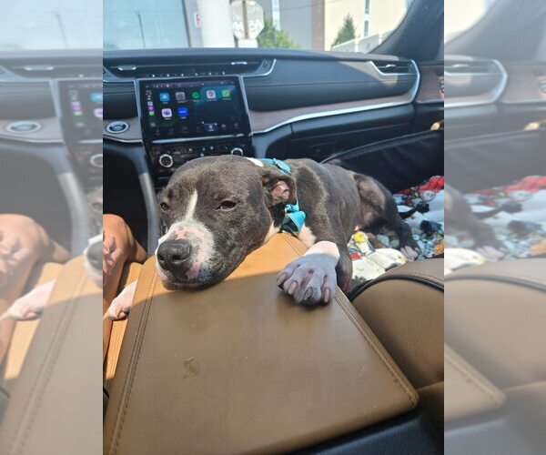 Medium Photo #10 American Pit Bull Terrier-Unknown Mix Puppy For Sale in New York, NY, USA
