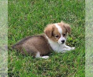 Chi-Corgi Puppy for sale in SULLIVAN, IL, USA