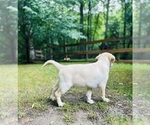 Small #18 Labrador Retriever