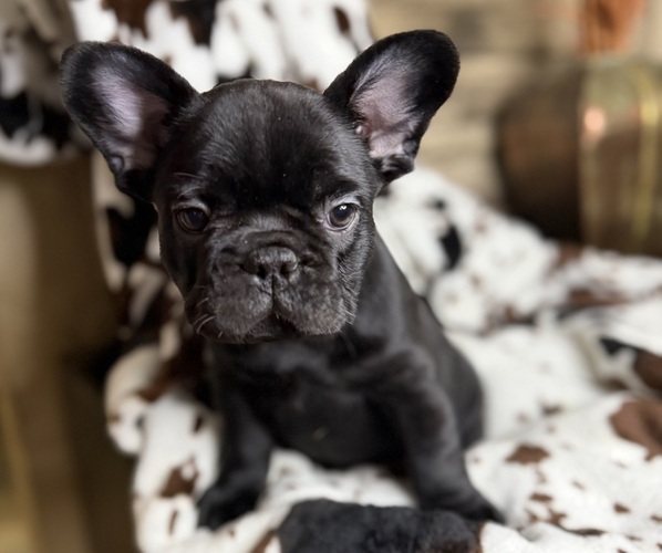 Medium Photo #2 French Bulldog Puppy For Sale in WINDSOR, MO, USA