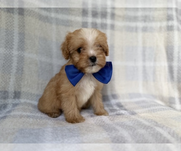 Medium Photo #3 Cavapoo Puppy For Sale in LAKELAND, FL, USA