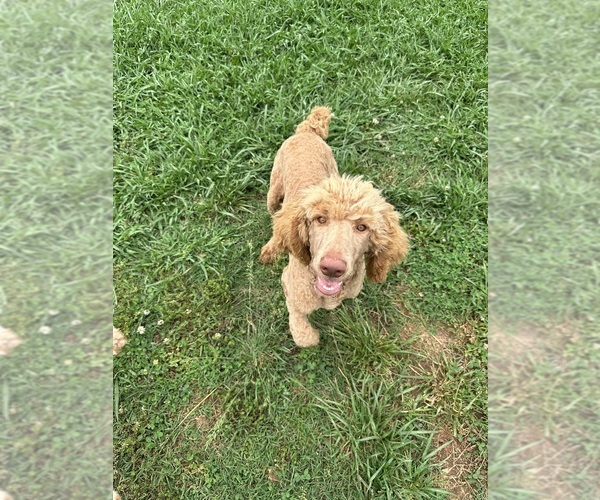 Medium Photo #10 Poodle (Standard) Puppy For Sale in SOPHIA, NC, USA