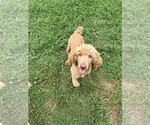Small #9 Poodle (Standard)