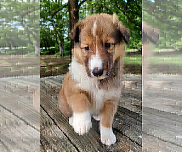 Medium Photo #11 Collie Puppy For Sale in CHARLOTTE, NC, USA