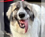Small #7 Great Pyrenees Mix