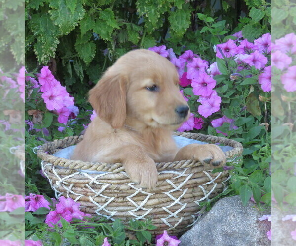 Medium Photo #43 Golden Retriever Puppy For Sale in THORP, WI, USA