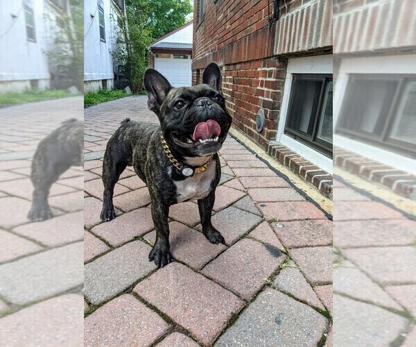 Medium Photo #4 French Bulldog Puppy For Sale in MOUNT VERNON, NY, USA