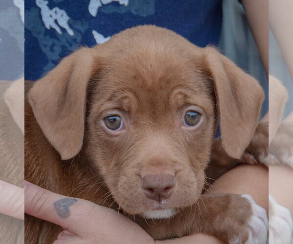 Medium Photo #5 American Staffordshire Terrier-Chocolate Labrador retriever Mix Puppy For Sale in Huntley, IL, USA