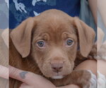 Small Photo #5 American Staffordshire Terrier-Chocolate Labrador retriever Mix Puppy For Sale in Huntley, IL, USA