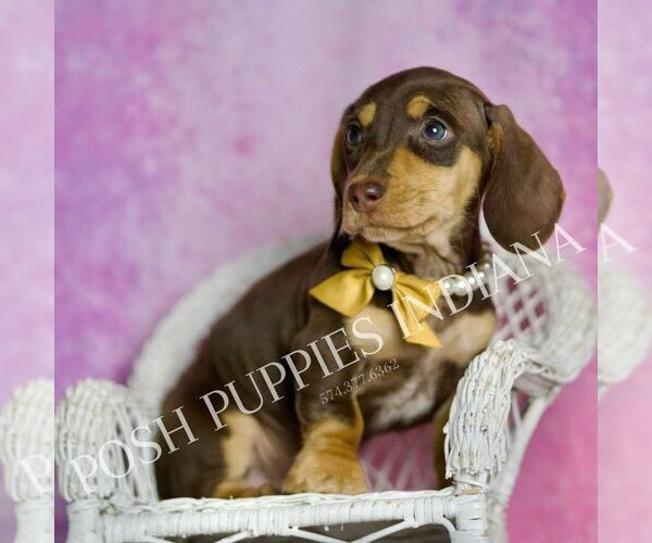 Medium Photo #6 Dachshund Puppy For Sale in WARSAW, IN, USA
