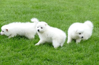 Japanese Spitz Puppy for sale in CO SPGS, CO, USA