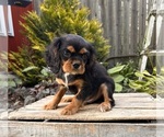 Small #3 Cavalier King Charles Spaniel