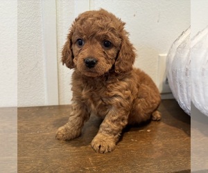 Medium Goldendoodle (Miniature)