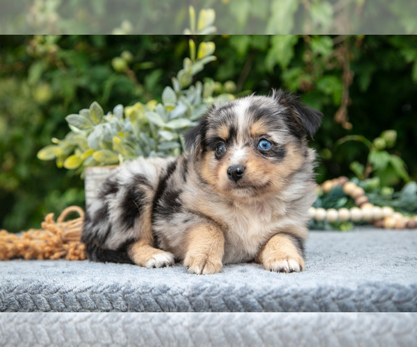 Medium Photo #6 Miniature Australian Shepherd Puppy For Sale in DELTA, PA, USA