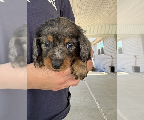 Medium Photo #1 Dachshund Puppy For Sale in HATBORO, PA, USA