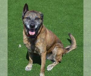 German Shepherd Dog-Unknown Mix Dogs for adoption in Murfreesboro, TN, USA