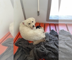 Mother of the Bichon Frise puppies born on 08/19/2025