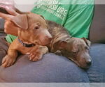 Small #30 American Pit Bull Terrier-Staffordshire Bull Terrier Mix