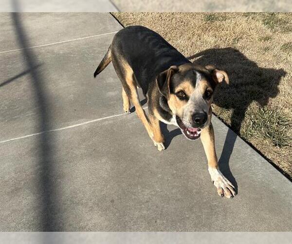 Medium Photo #2 American Staffordshire Terrier-German Shepherd Dog Mix Puppy For Sale in Grand Prairie, TX, USA