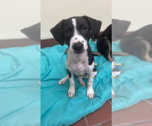 Labrador Retriever-Unknown Mix Dogs for adoption in Jefferson, NJ, USA
