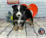 Puppy 2 Miniature American Shepherd