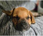 Small #1 French Bull Weiner