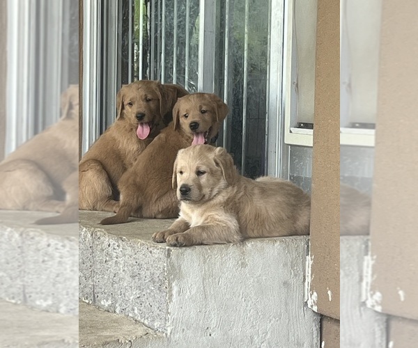 Medium Photo #9 Goldendoodle-Labrador Retriever Mix Puppy For Sale in CAVE CREEK, AZ, USA