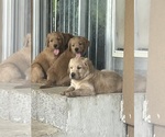 Small #7 Goldendoodle-Labrador Retriever Mix