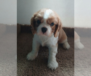 Cavalier King Charles Spaniel Puppy for sale in SMOKEY POINT, WA, USA