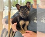 Small Photo #1 German Shepherd Dog-Unknown Mix Puppy For Sale in MECHANICSBURG, PA, USA