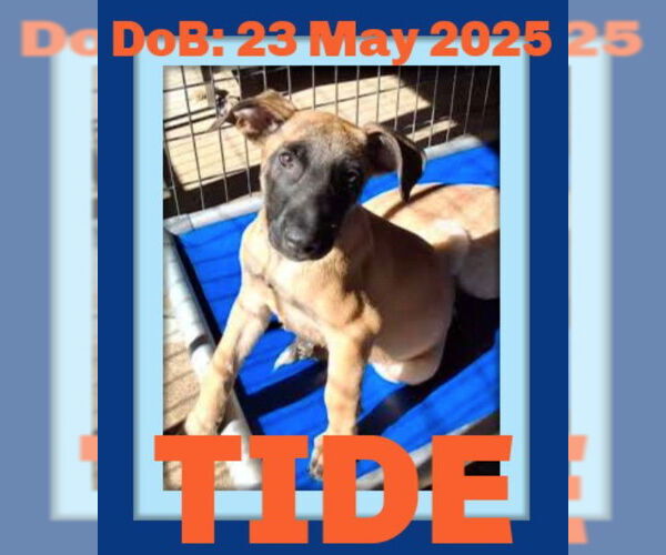 Medium Photo #4 Mutt Puppy For Sale in Sebec, ME, USA