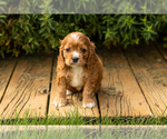 Small #6 Cocker Spaniel