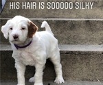Small Photo #3 Poodle (Toy)-Sheepadoodle Mix Puppy For Sale in PROVO, UT, USA