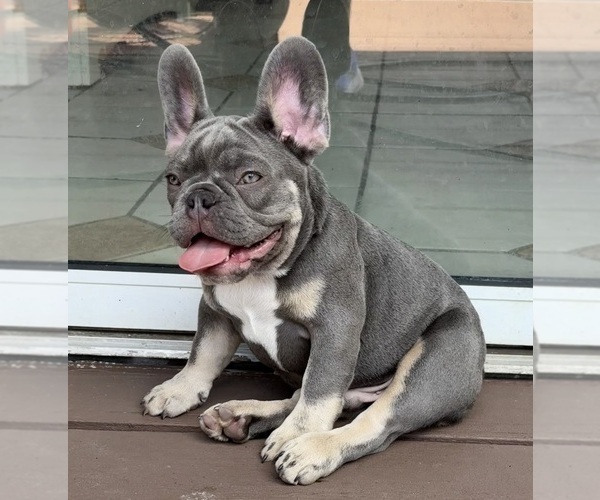 Medium Photo #9 French Bulldog Puppy For Sale in LAKE CITY, FL, USA