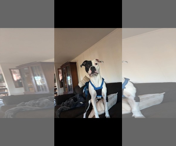 Medium Photo #4 American Pit Bull Terrier-Unknown Mix Puppy For Sale in Duluth, MN, USA