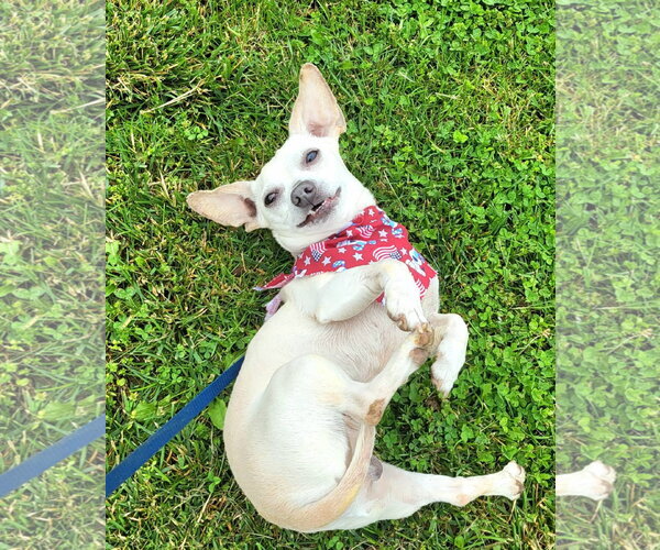 Medium Photo #2 Chihuahua-Unknown Mix Puppy For Sale in Germantown, OH, USA