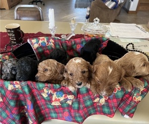 Cavapoo Puppy for sale in KALONA, IA, USA