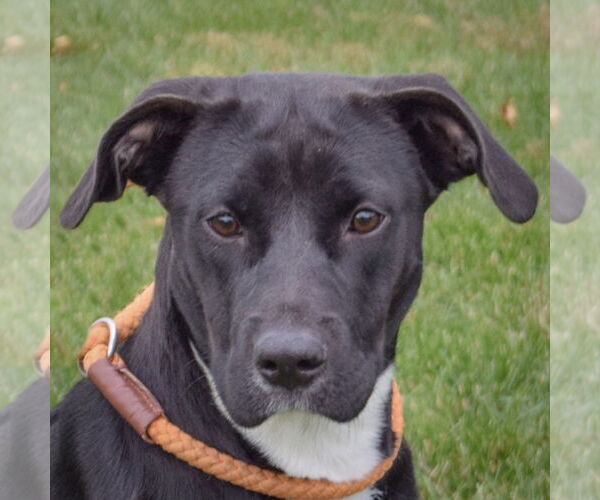 Medium Photo #1 Boxer-Unknown Mix Puppy For Sale in Huntley, IL, USA