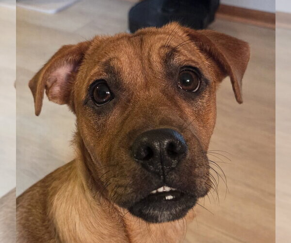 Medium Photo #4 Boxer-Mountain Cur Mix Puppy For Sale in Brooklyn Center, MN, USA