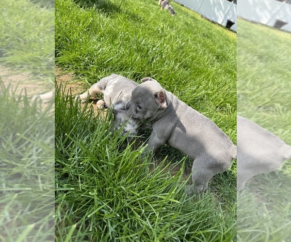 Medium Photo #6 French Bulldog Puppy For Sale in MIDDLEBURY, IN, USA