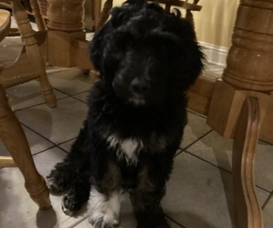 Pyredoodle Puppy for sale in TROUP, TX, USA