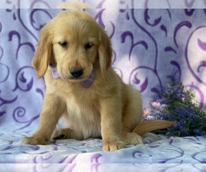 Golden Retriever Puppy for sale in LANCASTER, PA, USA