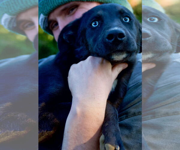 Medium Photo #1 Mutt Puppy For Sale in Okolona, MS, USA