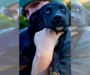 Mutt Dogs for adoption in Okolona, MS, USA