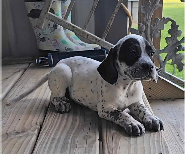 Medium Photo #2 Bluetick Coonhound-Pointer Mix Puppy For Sale in Oakhurst, NJ, USA