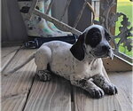 Small #1 Bluetick Coonhound-Pointer Mix