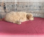 Small #12 Golden Retriever