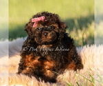 Small Photo #72 Poodle (Miniature) Puppy For Sale in WARSAW, IN, USA